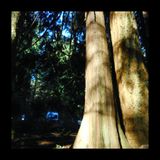Patrick's Trail Loop