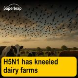 H5N1 has kneeled dairy farms