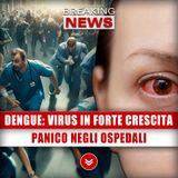 Dengue, Il Virus In Forte Crescita: Panico Negli Ospedali!