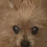 Needless Things You Need To Know Joe Show [Ep.Dogs]