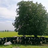 Nei pascoli alberati la biodiversità cresce del 44%