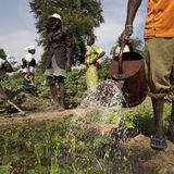 Le journal du 20 octobre 2025 - Birnin Konni : la culture de contre-saison menacée par le manque d’eau