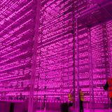 Is it green? the UK's newest vertical farm