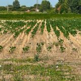 Siccità, primi dati ufficiali dei danni in agricoltura: peggio del 2022