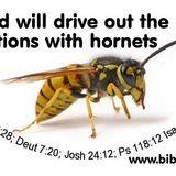 God's Miniature Airforce (Part 1) Exodus 23:27-28 - S14 [B352]