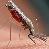 Malaria, il 20 agosto è 'Zanzara day'