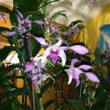 Episode 8 - Orchid Chat With Dr Connors