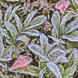 Jack Frost en zijn werk | Winterverhalen