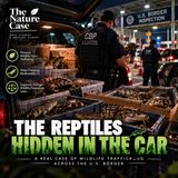 The Reptiles Hidden in the Car