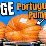 Portugal’s 905kg Pumpkin King! A proper show-er from a successful, Algarve grow-er!