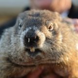 It's Groundhog's Day on the Flowerland Show!