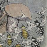 De Bijen, de Wespen en de Horzel | Aesopus Fabels