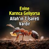 Evine Karınca Geliyorsa Allahın 7 İşareti Vardır