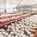 #ANBA 22 – Como os ovos do Brasil chegam aos países árabes