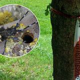 Focolaio vicentino per il temibile tarlo asiatico che mette a rischio gli alberi