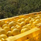 El limón turco amenaza el negocio español