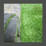 #244 Vuoi un giardino facile? Evita il prato sintetico