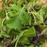 Cicoria: il rimedio detox che sostiene fegato e organi filtro