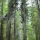 Immagine di copertina di 'Altrememorie'