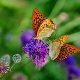 Ecología para todos: las plantas también se manifiestan