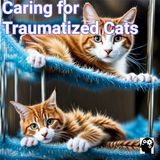 Steps to Aid Abused Cats