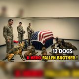 12 War Dogs Guarded the Fallen Soldier… Against Orders | War Dogs Audiobook
