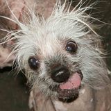 Winning The World's Ugliest Dog Contest
