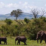 Tailor Made Kenya Safaris Tours Will Be The Guided Tours!