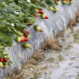 Noticias del sector: El temporal hunde la campaña de frutos rojos en Huelva