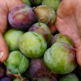 La venganza del campo: "Si cultivásemos la fruta como imaginan los urbanitas, cada pera costaría 2.500 €"