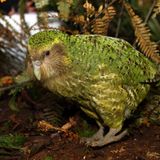 Animales en peligro de extinción. El kakapo