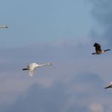 Ecología para todos: El Día de las Aves Migratorias, un increíble fenómeno