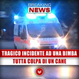 Tragico Incidente Ad Una Bimba: Tutta Colpa Di Un Cane! 