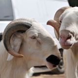 Le journal du 12 novembre 2025 : À Niamey, une conférence sur l’amélioration génétique des animaux domestiques