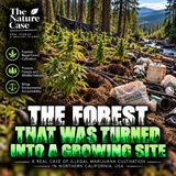 The Forest That Was Turned into a Growing Site