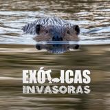 podcast 9 Alteración de ecosistemas completos tamarisco y castor