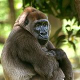 011.2 Cross River Gorilla