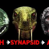 The Freakish Evolution of the Human Face