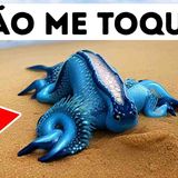 Se Vir Esta Criatura na Praia_ Mantenha Distância