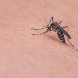 La Diputación crea Control M, para informar sobre el Virus del Nilo