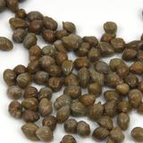 Il cappero: il piccolo tesoro mediterraneo che ricarica corpo e mente