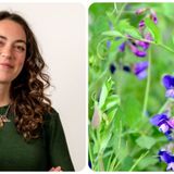 La ricercatrice Bianca Bonato: «Le piante sono intelligenti»