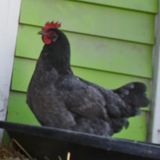 Chicken chatter and ethical implications
