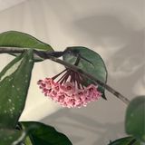 Episode 289 - It’s time! Bringing your plants indoors for winter :)