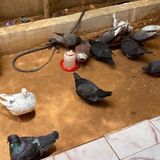 Élevage, environnement et initiatives locales (Le Niger sur Kalangou)