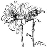 De grootste plantenfamilie ter wereld | Educatieve Verhalen