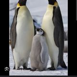 El pingüino emperador