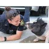 Oregon Is Seeking A Restraining Order For Federal Pig Squad.