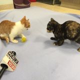Special Needs Kittens Looking For Home