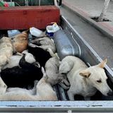 La strage silenziosa di cani randagi in Marocco in vista dei Mondiali di Calcio del 2030